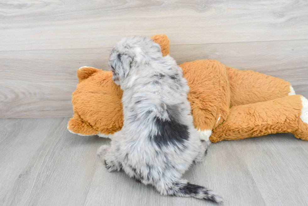 Petite Mini Sheepadoodle Poodle Mix Pup