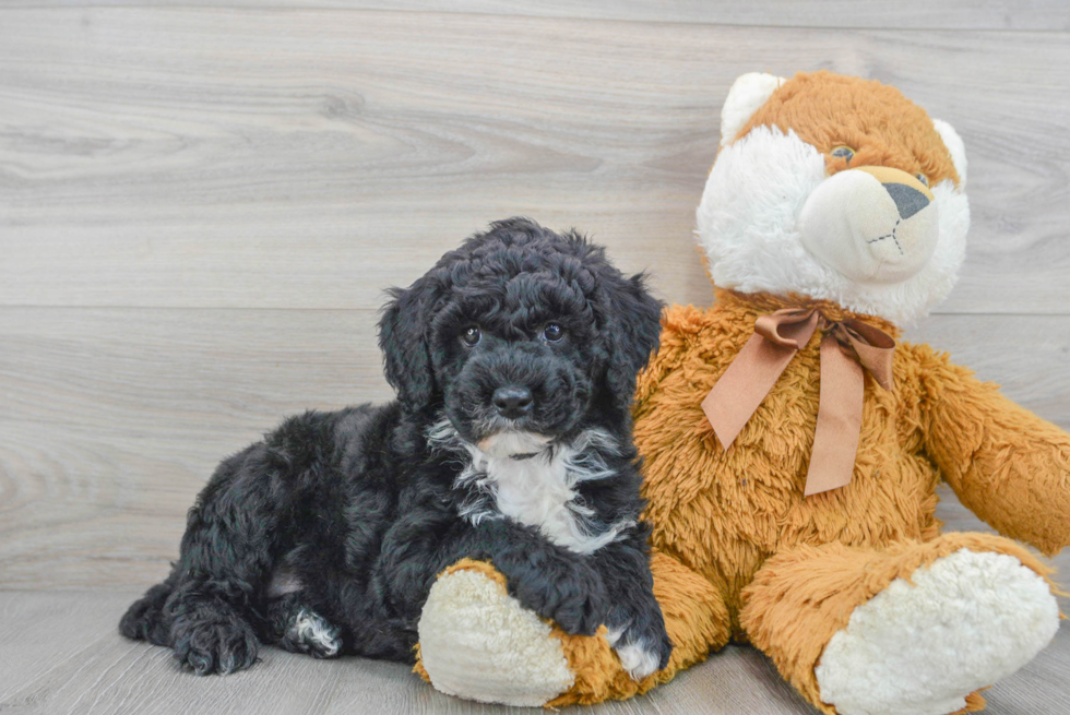 Mini Sheepadoodle Pup Being Cute