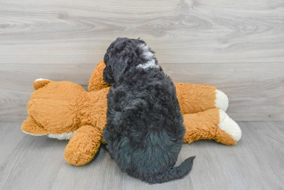 Funny Mini Sheepadoodle Poodle Mix Pup