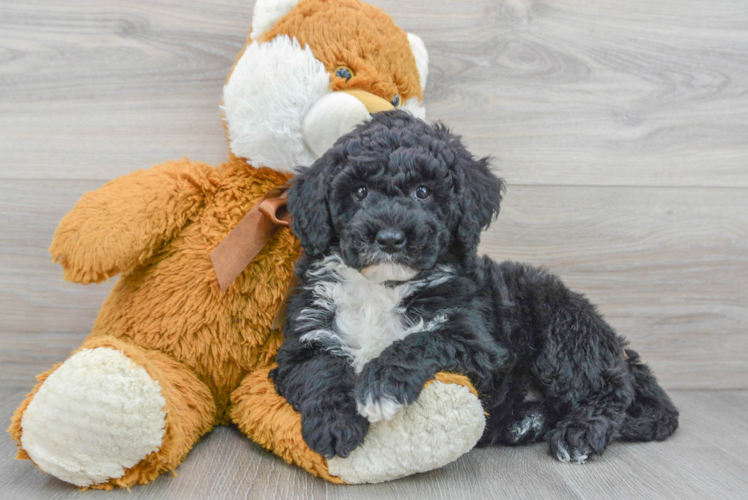 Mini Sheepadoodle Pup Being Cute