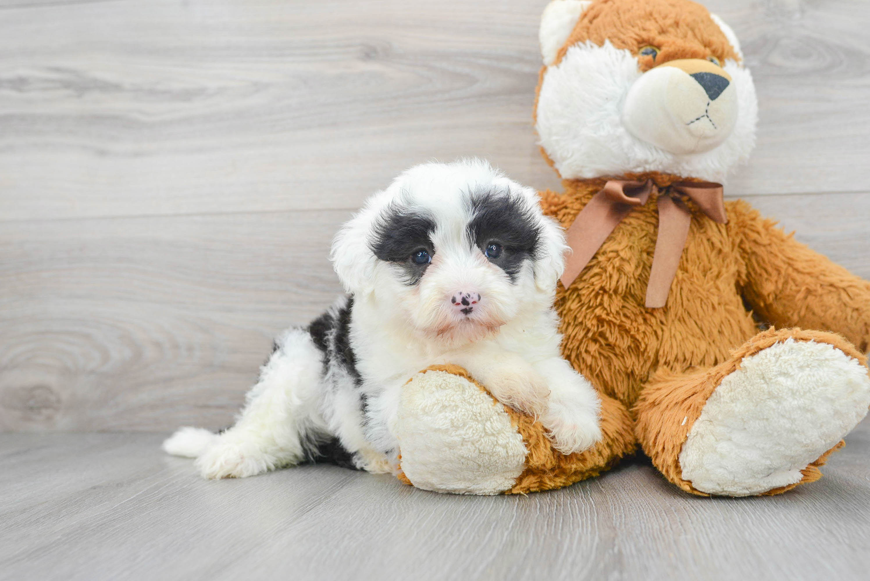 Fluffy Mini Sheepadoodle Maeve: 5lb 15oz Doodle Puppy
