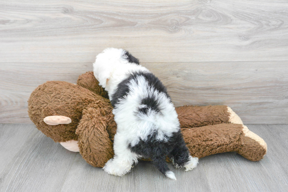 Playful Sheep Dog Poodle Mix Puppy