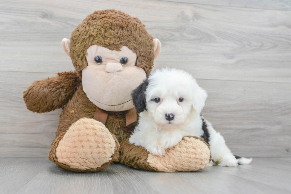 Petite Mini Sheepadoodle Poodle Mix Pup