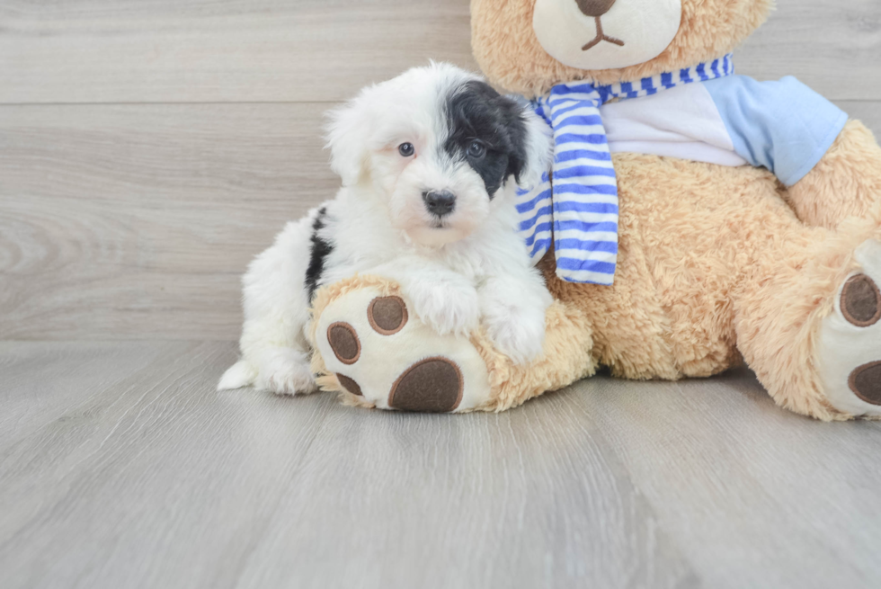 Energetic Sheep Dog Poodle Mix Puppy