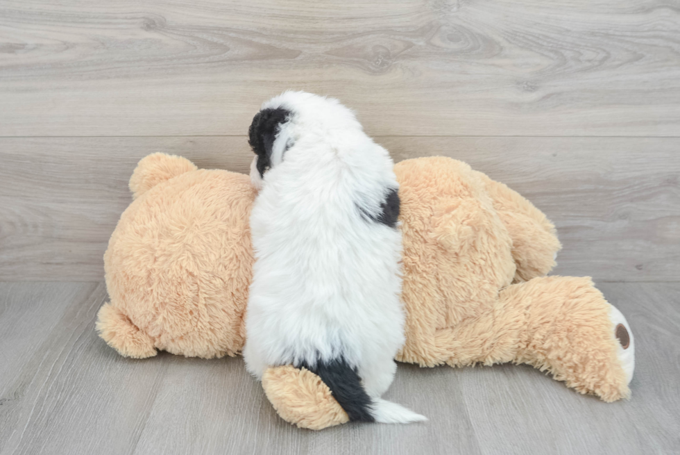 Smart Mini Sheepadoodle Poodle Mix Pup