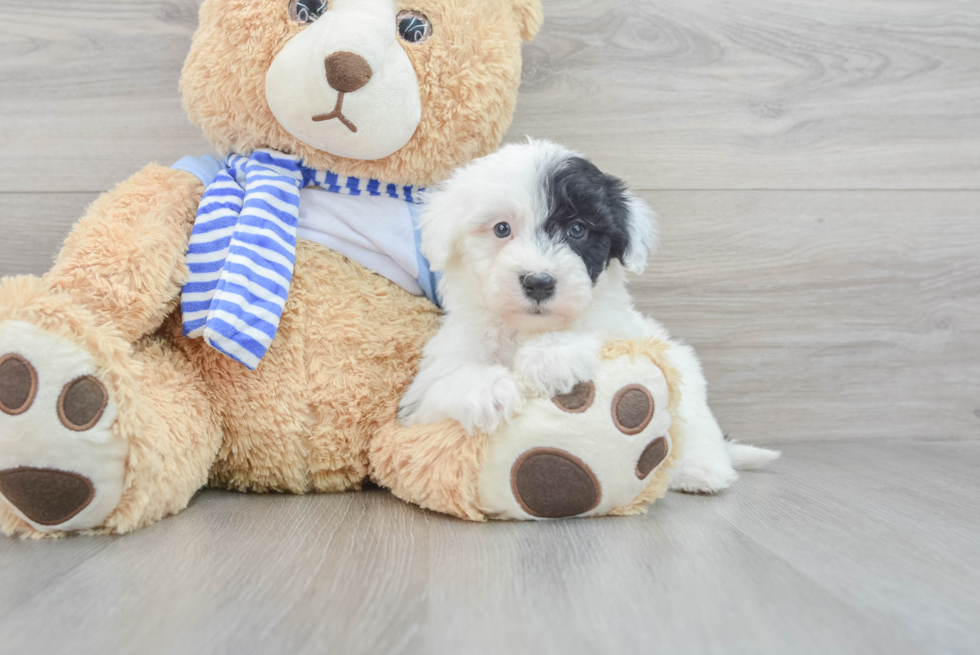 Best Mini Sheepadoodle Baby