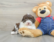 7 week old Mini Sheepadoodle Puppy For Sale - Premier Pups