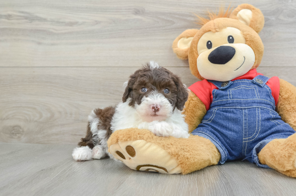 6 week old Mini Sheepadoodle Puppy For Sale - Premier Pups