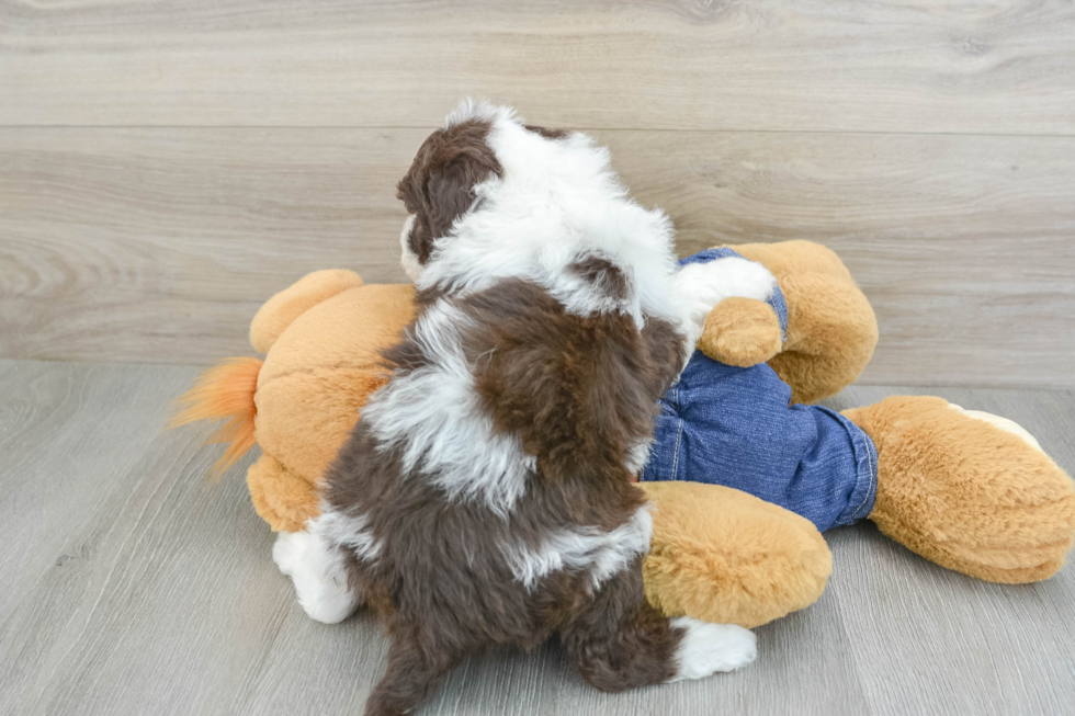 Best Mini Sheepadoodle Baby