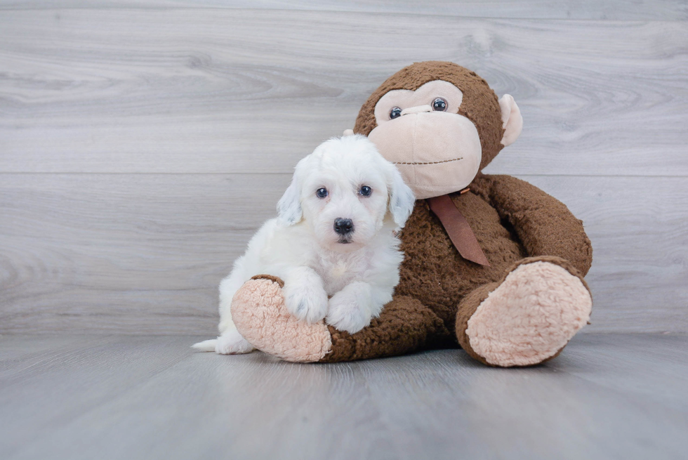 Friendly Mini Sheepadoodle Baby