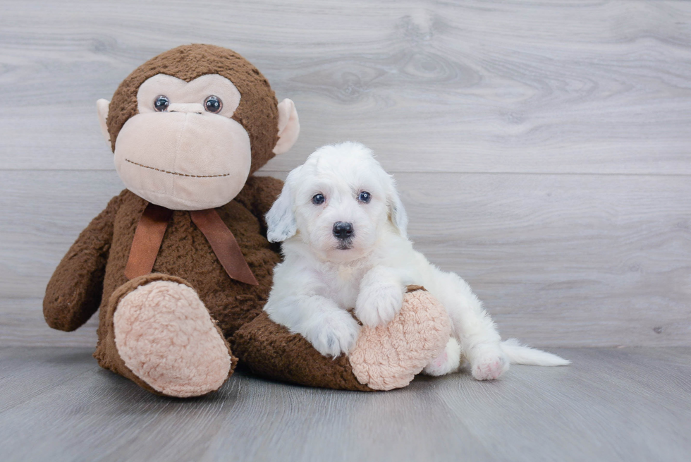 Mini Sheepadoodle Puppy for Adoption