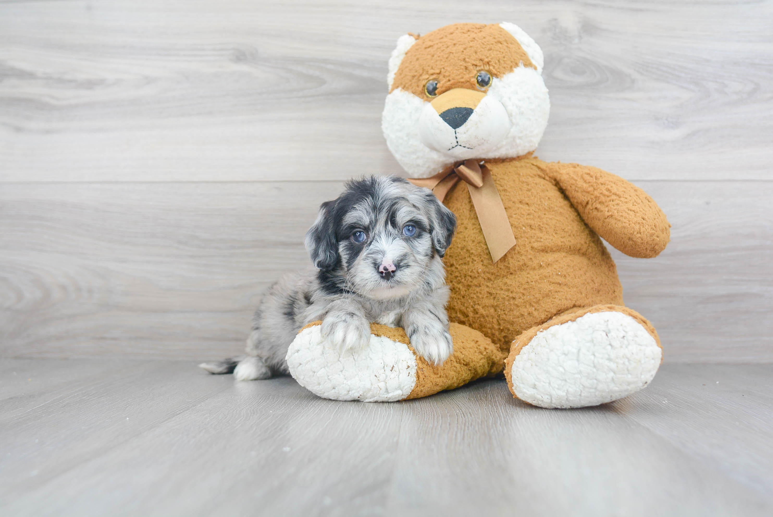 Best Mini Sheepadoodle Baby