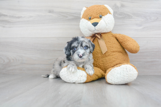 Best Mini Sheepadoodle Baby