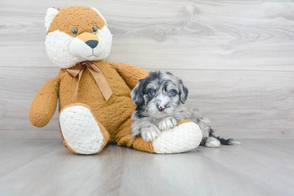 Mini Sheepadoodle Puppy for Adoption