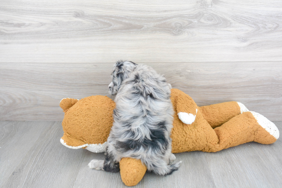 Mini Sheepadoodle Pup Being Cute