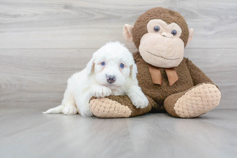 Funny Mini Sheepadoodle Poodle Mix Pup