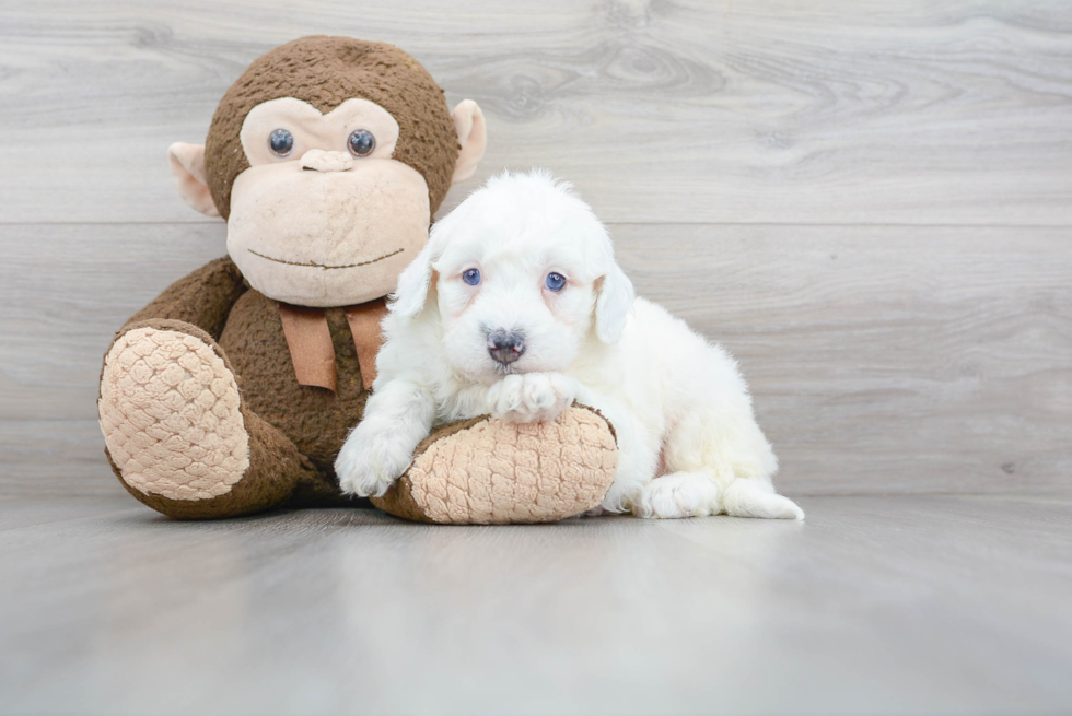 Happy Mini Sheepadoodle Baby