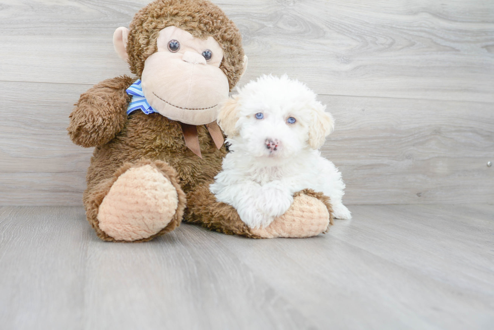 Mini Sheepadoodle Puppy for Adoption