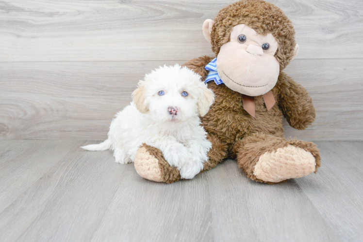 Cute Mini Sheepadoodle Poodle Mix Pup