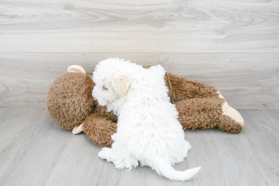 Mini Sheepadoodle Pup Being Cute