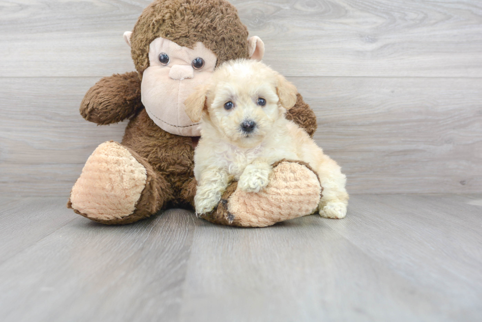 Friendly Mini Sheepadoodle Baby