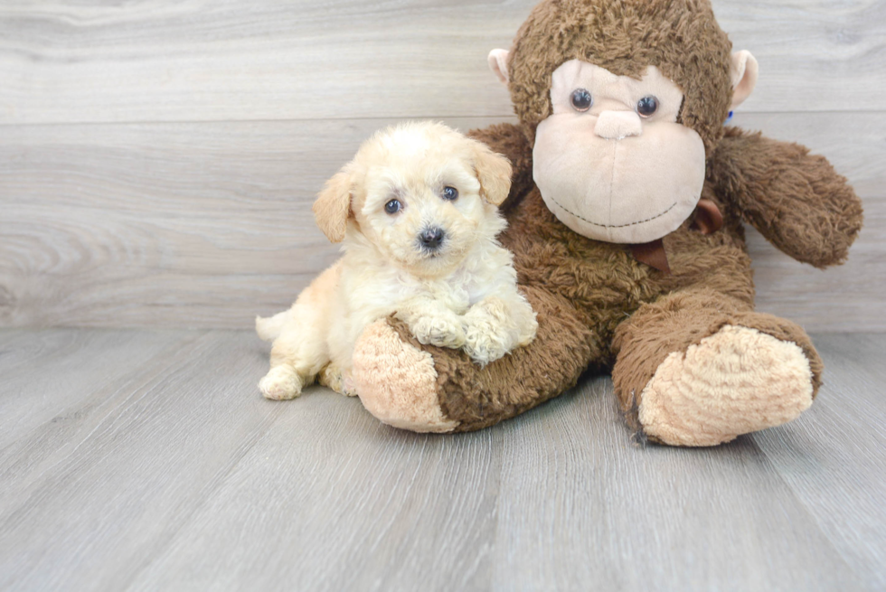 Small Mini Sheepadoodle Baby