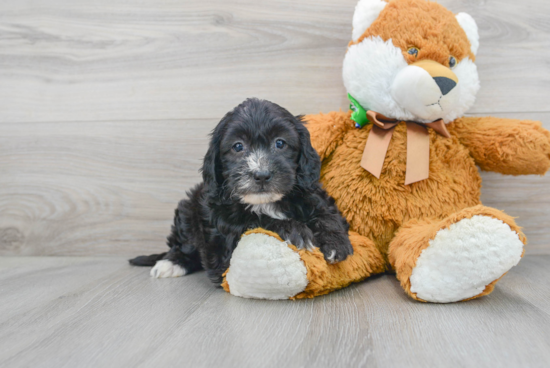 Sweet Mini Sheepadoodle Baby