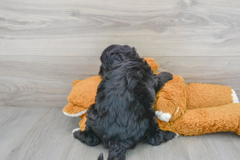 Funny Mini Sheepadoodle Poodle Mix Pup