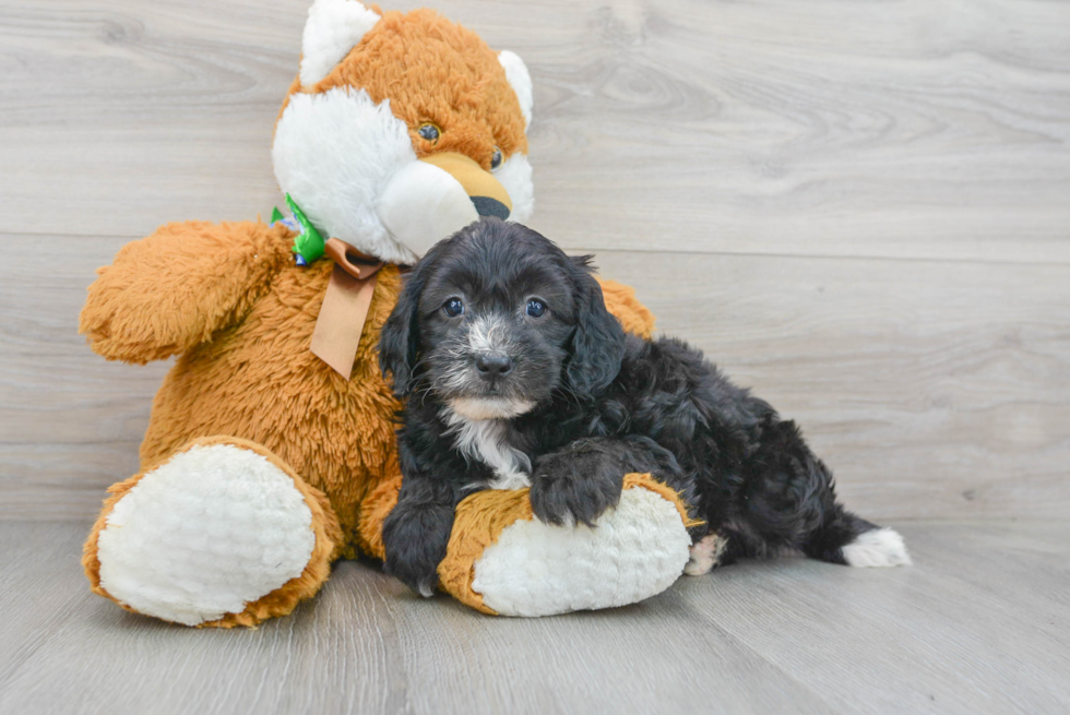 Best Mini Sheepadoodle Baby