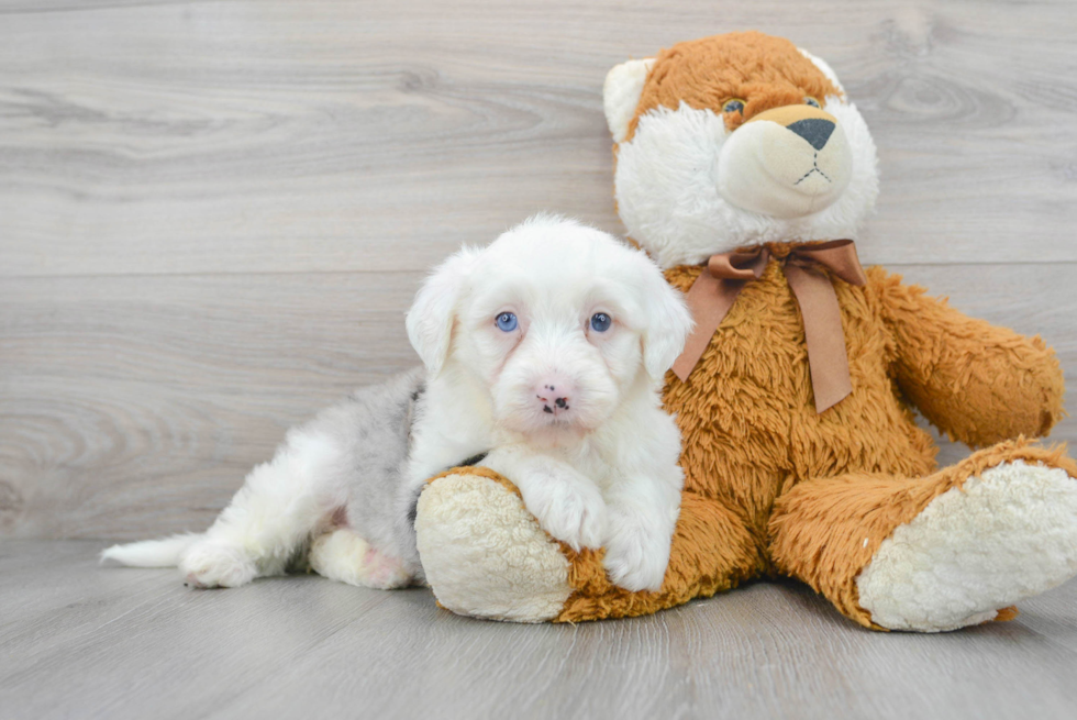 Little Sheep Dog Poodle Mix Puppy