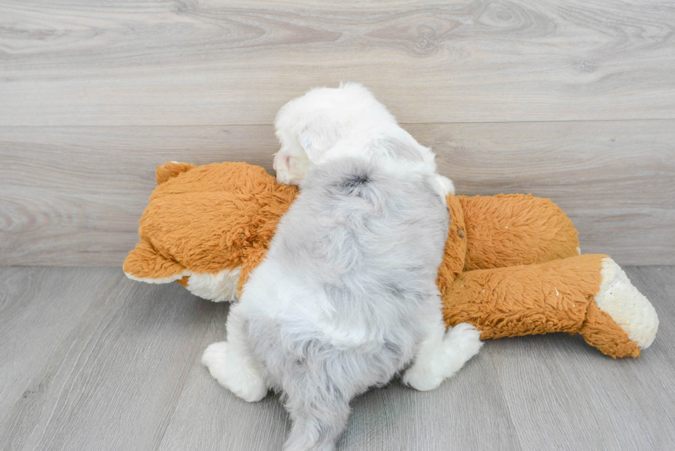 Friendly Mini Sheepadoodle Baby