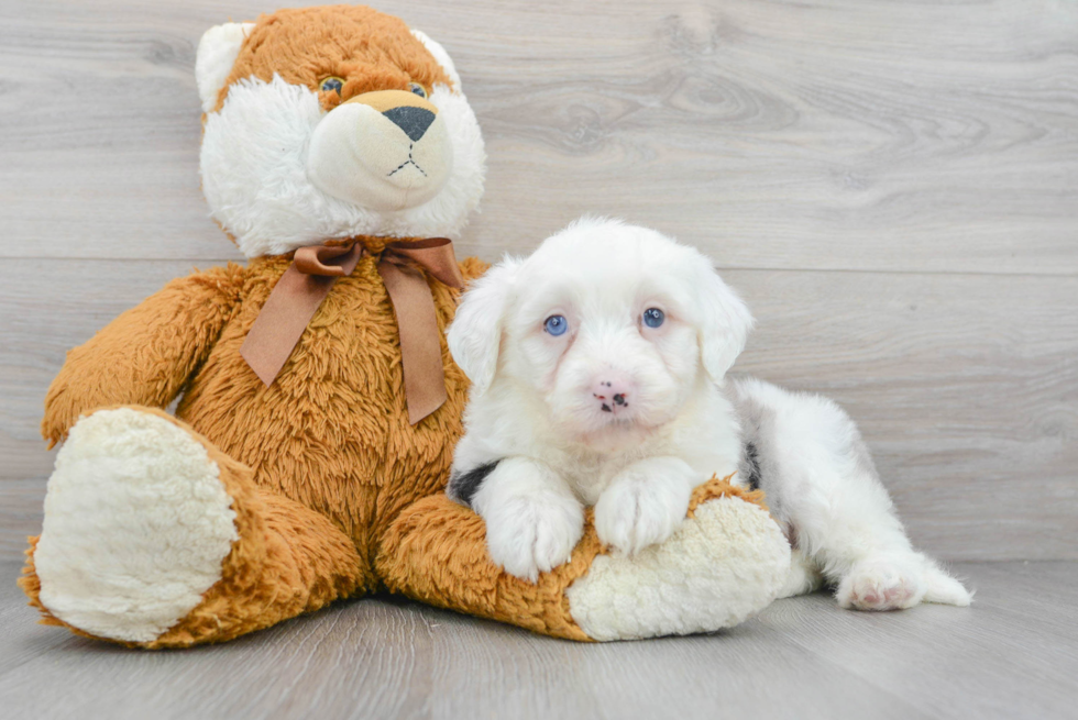 Energetic Sheep Dog Poodle Mix Puppy