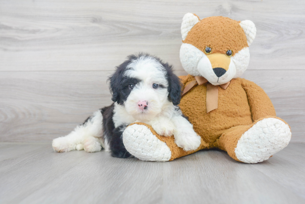 Best Mini Sheepadoodle Baby