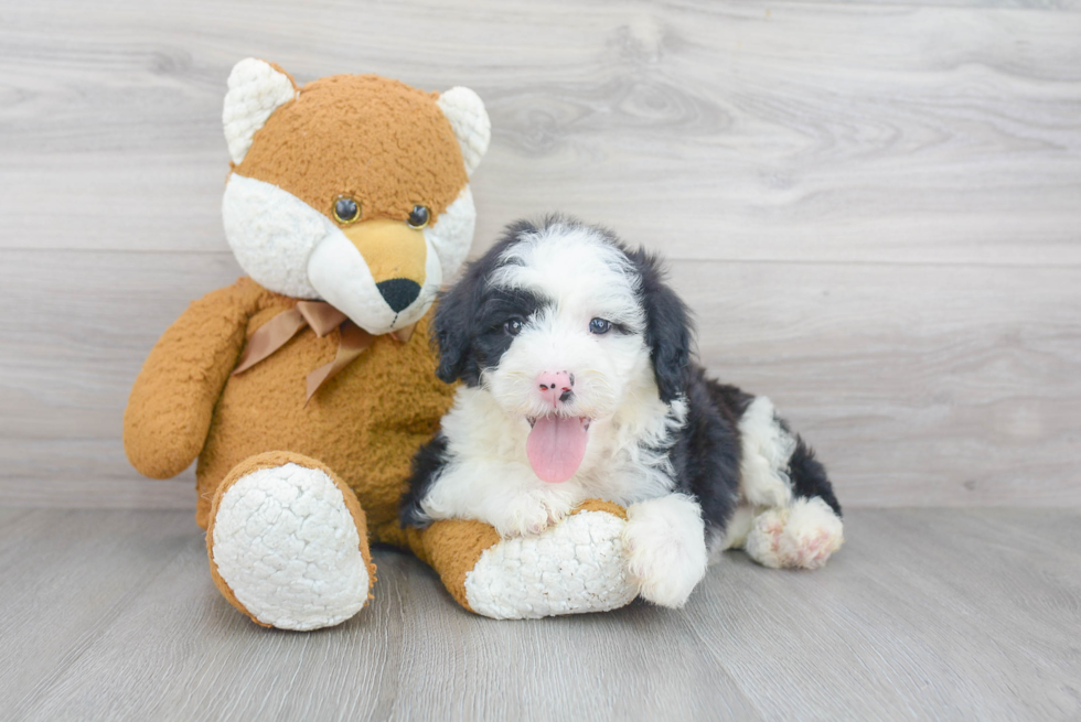 Popular Mini Sheepadoodle Poodle Mix Pup