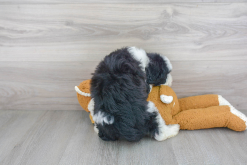 Playful Sheep Dog Poodle Mix Puppy