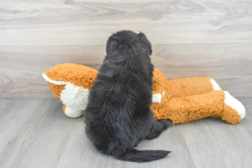 Cute Mini Sheepadoodle Baby