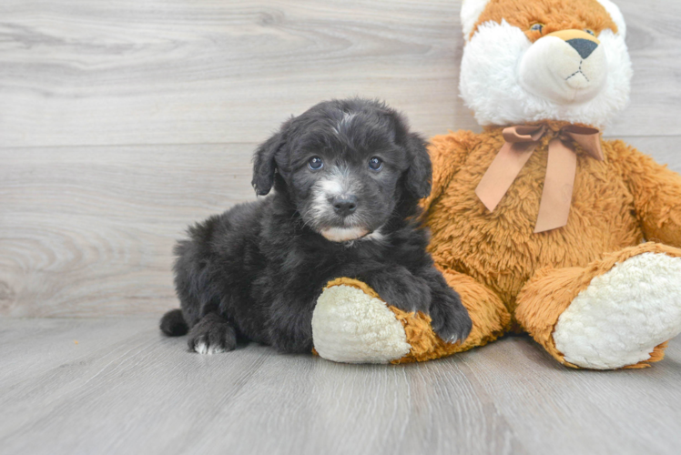 Mini Sheepadoodle Pup Being Cute