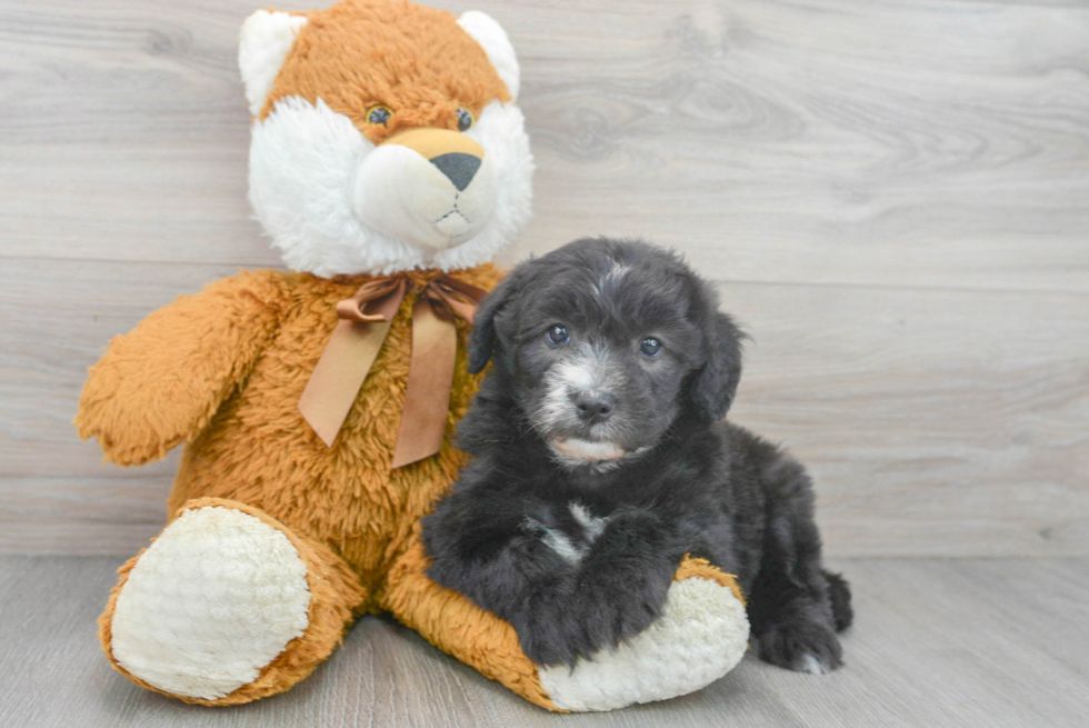 Popular Mini Sheepadoodle Poodle Mix Pup