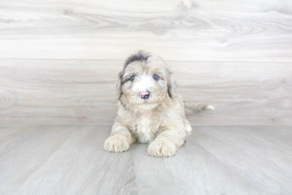 Little Sheep Dog Poodle Mix Puppy