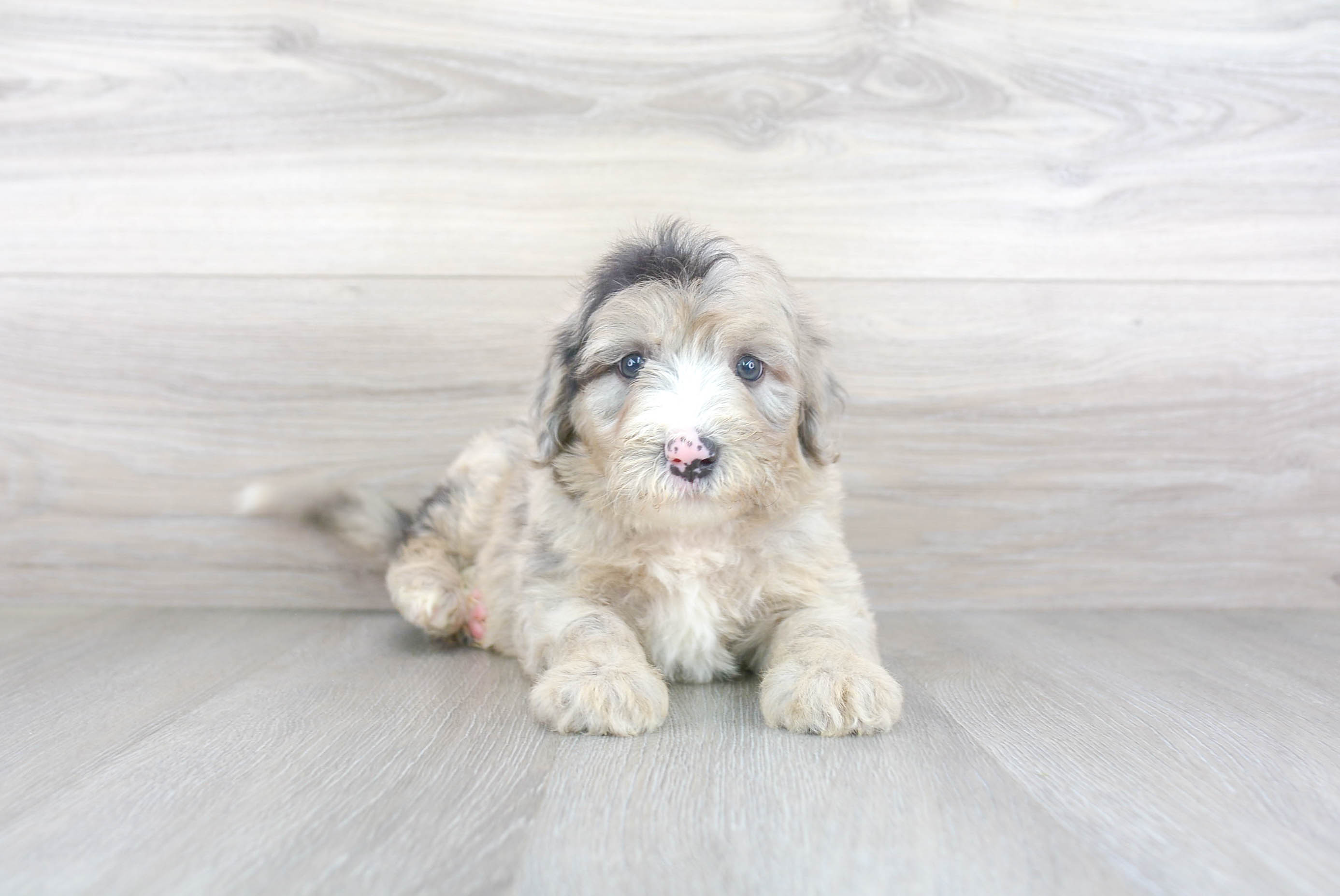 Energetic Sheep Dog Poodle Mix Puppy