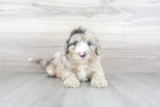 Energetic Sheep Dog Poodle Mix Puppy