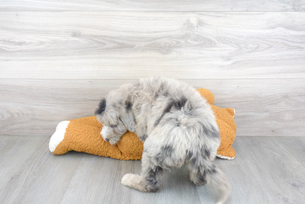 Best Mini Sheepadoodle Baby