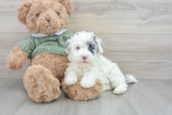 Playful Sheep Dog Poodle Mix Puppy