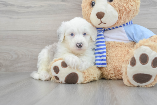 Best Mini Sheepadoodle Baby