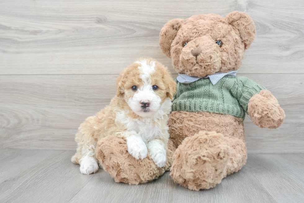 Cute Mini Sheepadoodle Baby