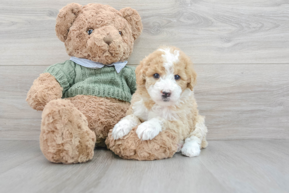 Adorable Sheep Dog Poodle Mix Puppy