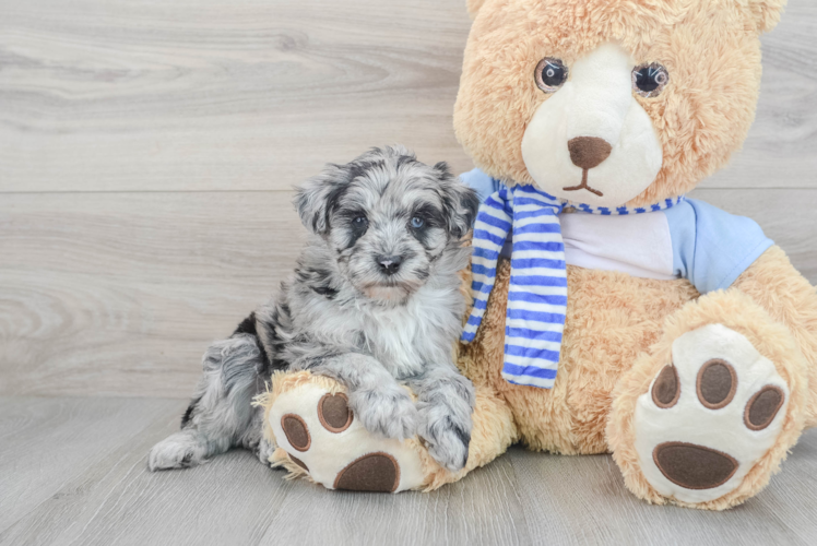 Happy Mini Sheepadoodle Baby