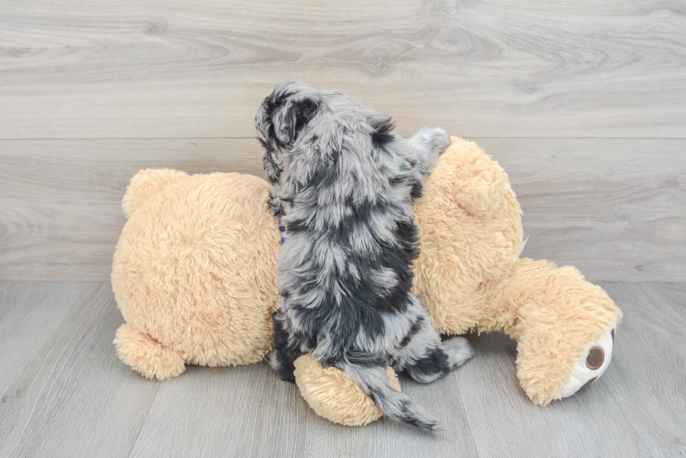 Petite Mini Sheepadoodle Poodle Mix Pup