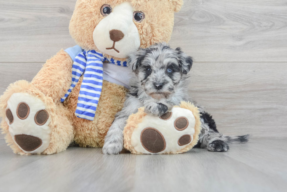 Energetic Sheep Dog Poodle Mix Puppy