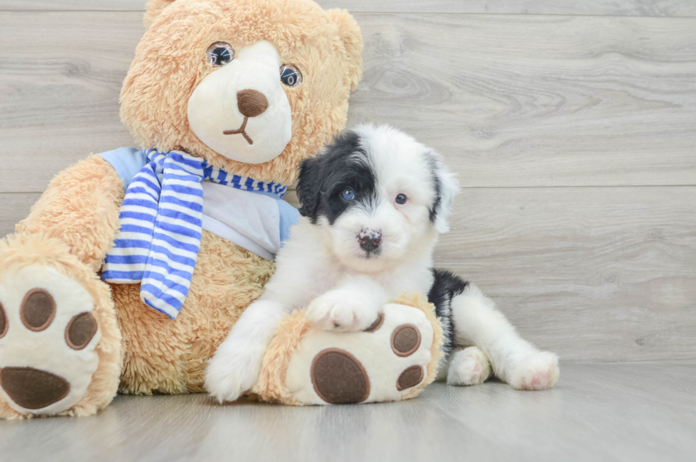 7 week old Mini Sheepadoodle Puppy For Sale - Premier Pups